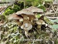 Hebeloma radicosum-amf879-1